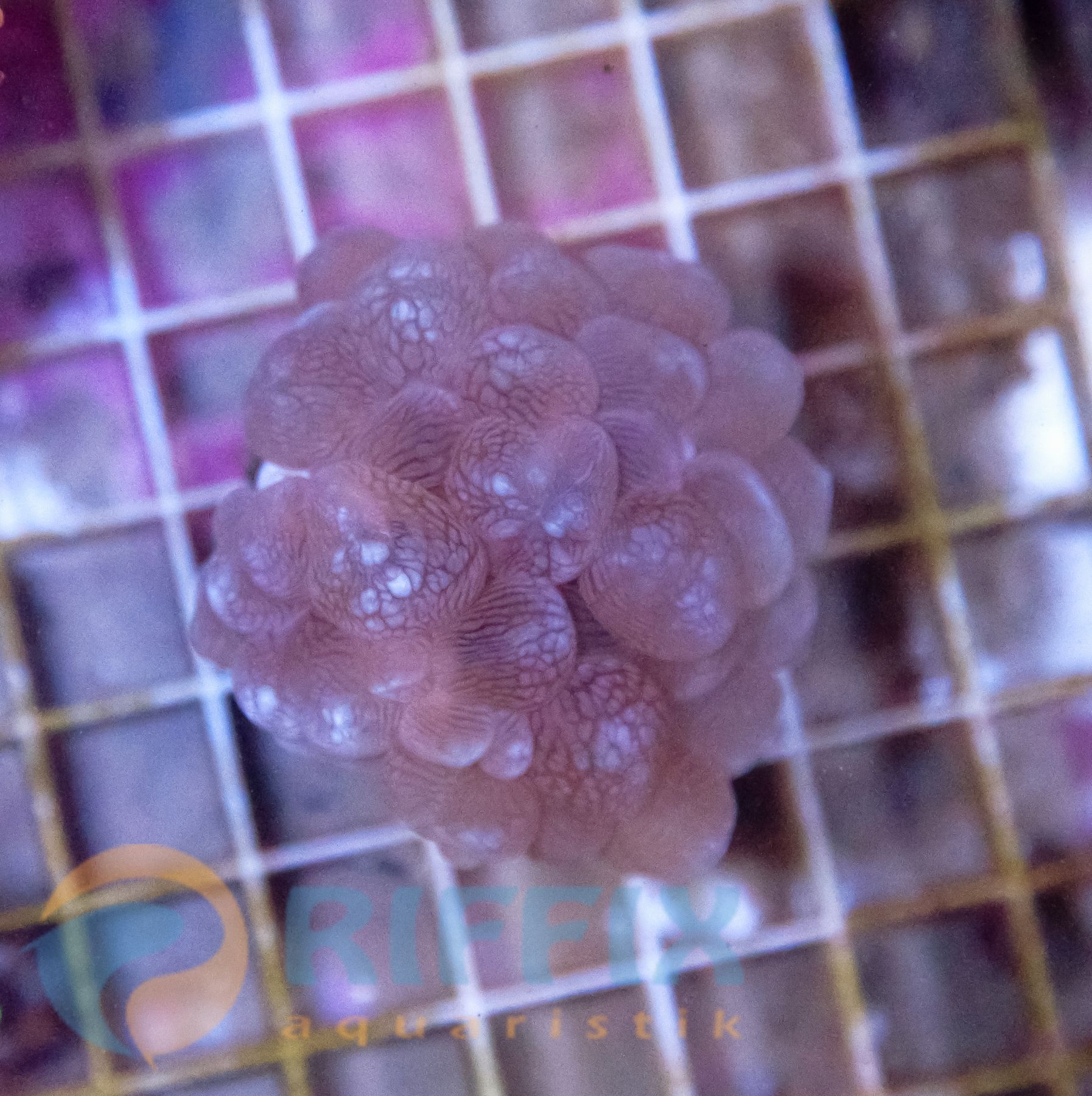 Plerogyra sinuosa - Blasenkoralle